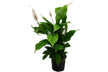 15cm Spath Benito.jpg